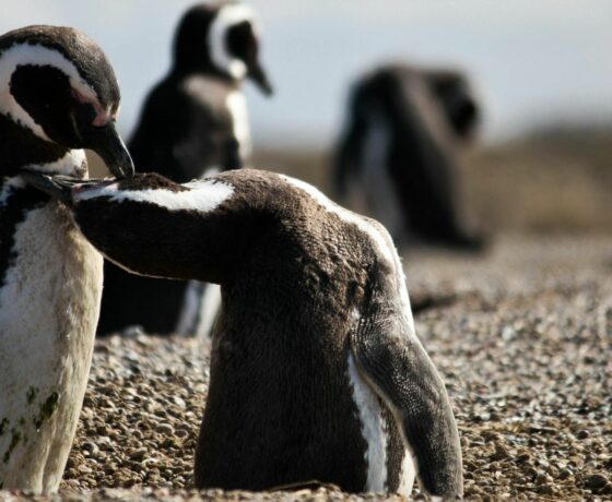 Viaggio in Patagonia